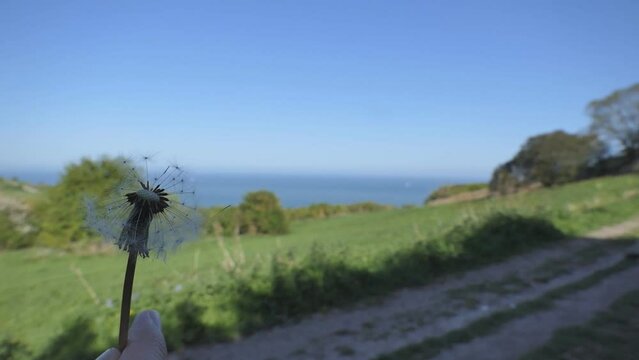 Dandelion pappus flying away after blowing in the countryside.