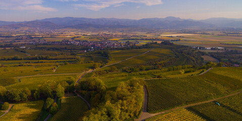 Weinberge Reben