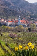 Durnstein village during spring time with Danube river in Wachau valley (UNESCO), Austria - 579351163