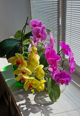 Yellow and purple orchid flowers on the windowsill in the room. Selective focus