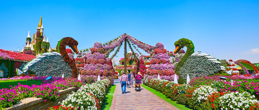 Panorama of Miracle Garden with swan installations, Dubai, on March 5 in Dubai, UAE