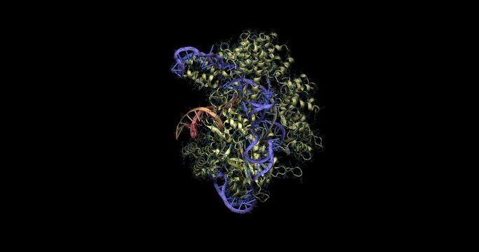 CRISPR-Cas9 bound to complementary DNA 3D molecule 4K spinning

