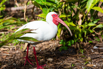 American white ibis walking in tropical garden, Fort Lauderdale, Florida, USA