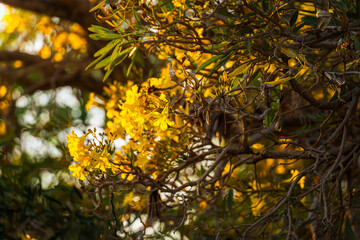 Beautiful blooming Yellow Golden Tabebuia Chrysotricha flowers with the park in spring day at Evening background in Thailand.