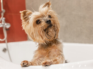 The Yorkshire Terrier washes in the bathroom after a walk, takes care of himself and smiles. Cute and funny dog. Portrait of a fluffy dog in close-up.
