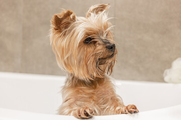 The Yorkshire Terrier washes in the bathroom after a walk, takes care of himself and smiles. Cute and funny dog. Portrait of a fluffy dog in close-up.
