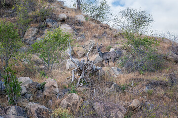 Kudu Antelope in the savannah of Africa