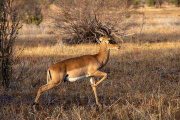 Antelope in the savannah of Africa