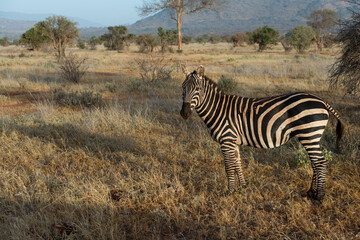 Zebra in the Savanna of Kenya