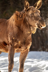 Fototapeta premium female moose in winter
