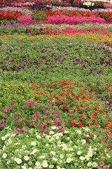 flowers in the garden