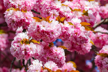 Kirschbl&uuml;te - Sakura - CloseUp