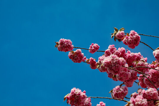 Kirschblüte - Sakura - CloseUp