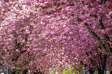 Kirschbl&uuml;te - Sakura - Bl&auml;tterdach