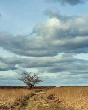 Solitary bare tree in heath landscape under a cloudy sky.