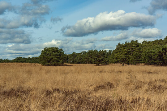 Heath landscape with pine trees under cloudy sky.