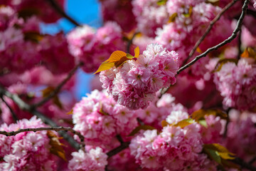 Kirschblüte - Sakura - CloseUp