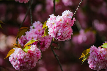 Kirschblüte - Sakura - Detail