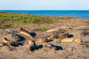 Sandy Beach on a Summer Day, Big Sur