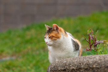 Naklejka na ściany i meble Cat on a concrete fence in the park.