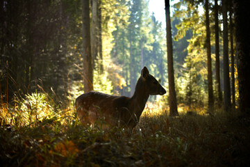 deer in the forest
