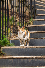 Cat on the stairs in the park.