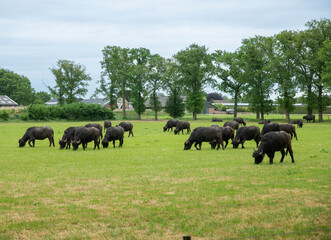 Fototapeta na wymiar farm with water buffaloes on green field