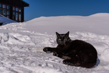 Czarny kot wygrzewający się w słońcu, na śniegu.