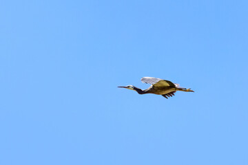 An adult white-faced heron, egretta novaehollandiae, also know as the white-fronted heron, in flight over clear blue sky. background with space for text. Tasmania.