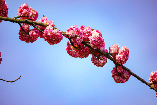 Kirschblüte - Sakura - CloseUp