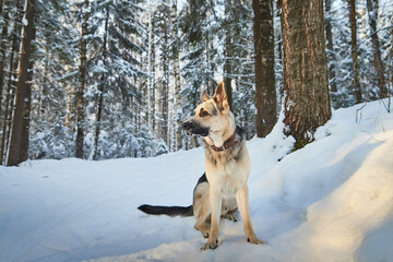 Dog German Shepherd outdoors in the forest in a winter day. Russian guard dog Eastern European Shepherd in nature on the snow and white trees covered snow