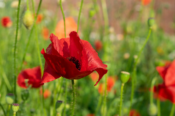 Red poppies on a flower bed among green leaves