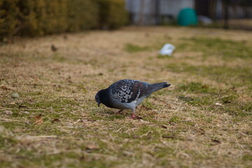 Obraz premium 公園で啄むハト