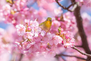 河津桜とメジロ