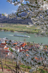 Spitz village with ship on Danube river in Wachau valley (UNESCO) during spring time, Austria