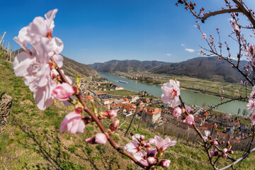Spitz village with blossoming apricot tree and ship on Danube river in Wachau valley (UNESCO) during spring time, Austria - 579359792