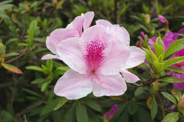 an azalea flower, in full bloom, Rhododendron