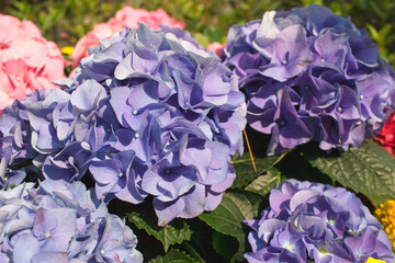 a Purple, blue and pink heads of hydrangea flowers