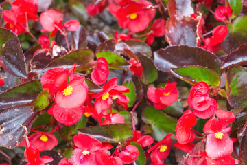 Background with tropical Red Flowers and Purple Leaves, Garden