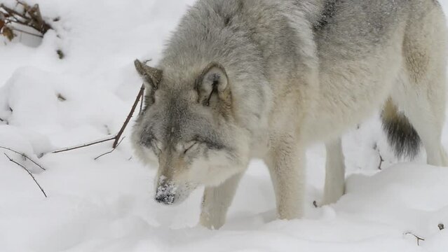 Timber Wolf In Snow