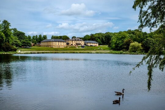 geese swimming in a lake in woodland at Country Park