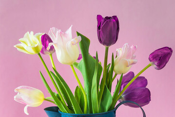 Obraz na płótnie Canvas Bouquet of purple and white tulips on pink background; International womens day concept