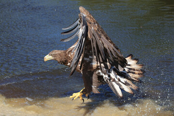 A White-tailed Eagle on the hunt is about to catch a large fish
