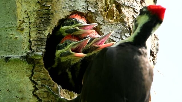 Pileated Woodpecker Feeding Young
