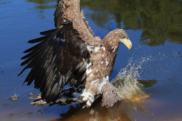A White-tailed Eagle on the hunt catching a large fish
