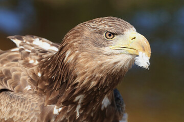 A portrait of a White-tailed Eagle with a feather of its prey in its beak
