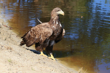 A portrait of a White-tailed Eagle resting on the water edge

