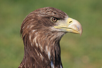 A portrait of a White-tailed Eagle against a green background
