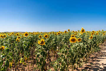 Fototapeta na wymiar Sunflower fields 