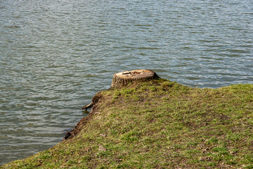 A lonely tree stump on the edge of the lake shore